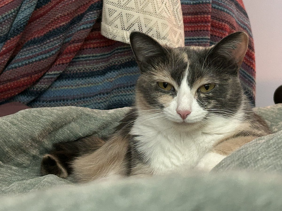 oreoeocat's tweet photo. https://t.co/DpJGREDCwe