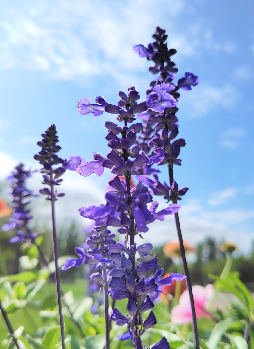 fX7P5VCZoO74801's tweet photo. 公園の花壇に植えられていたブルーサルビアです https://t.co/fnCVDZLIem