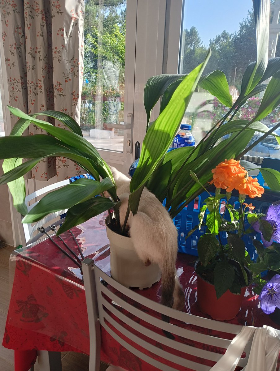 sagitariorr's tweet photo. Te despistas un momento y de repente a la planta le nació un gato https://t.co/CFcQuZ5bUC