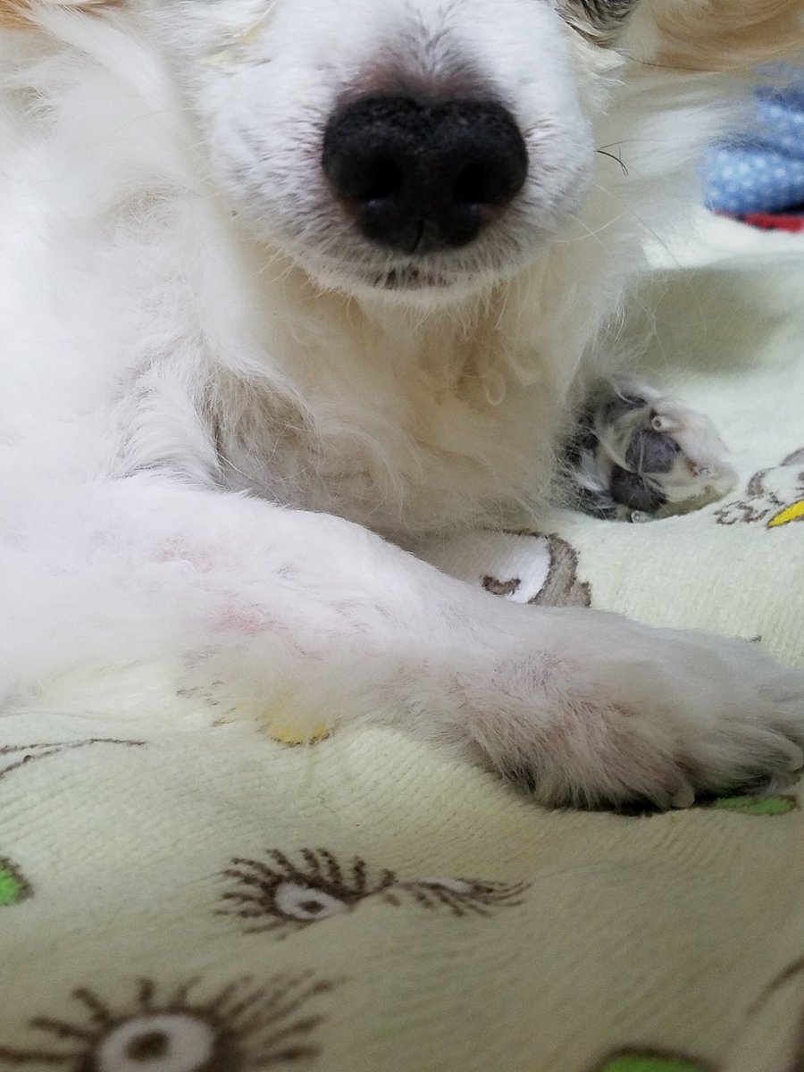 caruco's tweet photo. いぬだっこする夢見た
いぬ噛まないでくれてありがとう
ひさしぶりにだっこできたね… https://t.co/znE5298VdA