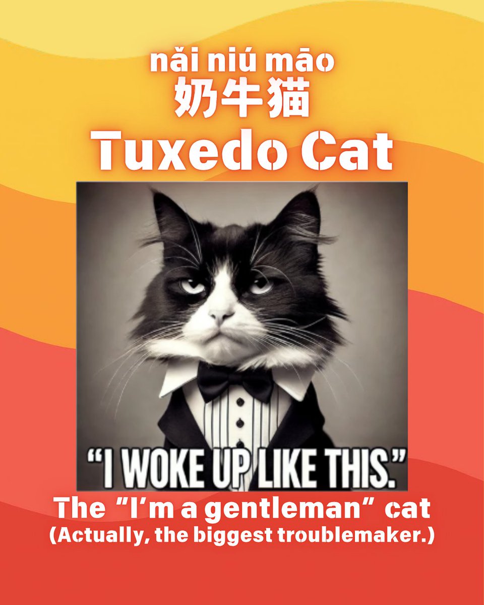 Go2Chinese's tweet photo. It’s International Cat Day!!!!!!!!!!!!!!!!
Cats may all say “meow,” but somehow…
we’ve given every kind of cat a completely different personality.
#InternationalCatDay #CatMemes #CatStereotypes #CatLovers #CatsOfTheDay https://t.co/HjswSlEwfr
