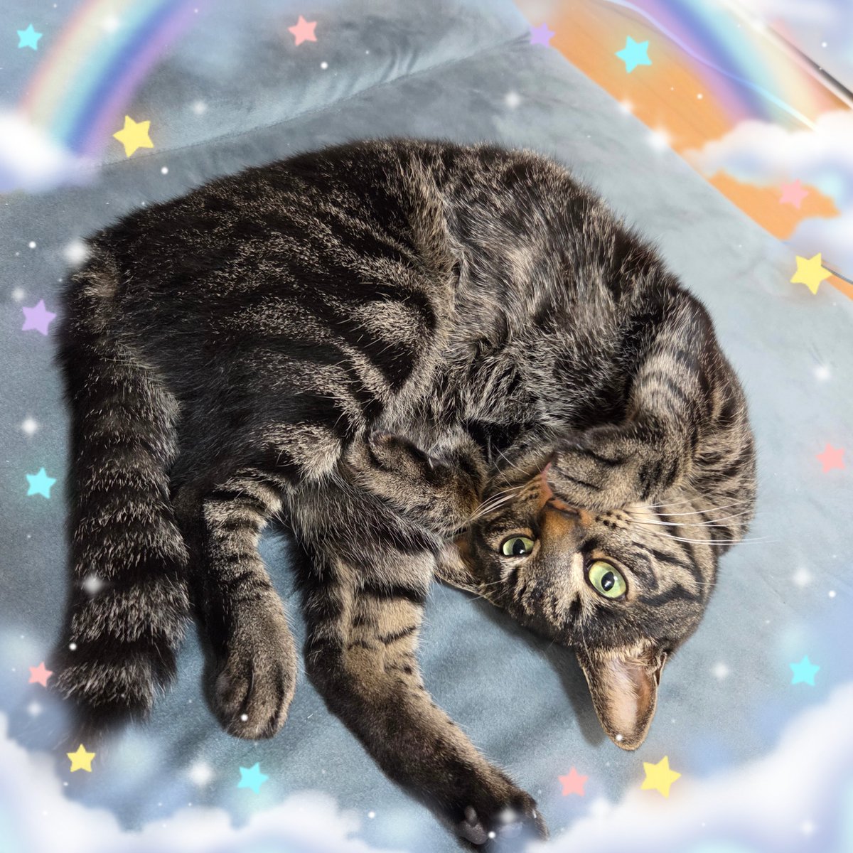おはにゃんです😸
