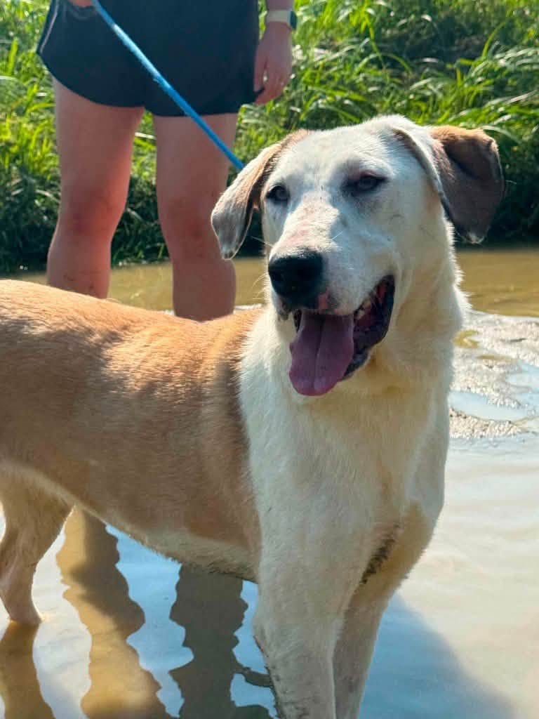 Pawprints2F's tweet photo. Romania

Lola is a gorgeous big girl with an even bigger heart ❤️

She loves exploring with her doggy friends and watching planes go by overhead ✈️

She is a happy, loving, bouncy and playful girl who can live with dogs, cats and kids 10+! ✨

https://t.co/UKATK6Nz6w https://t.co/pXjvUe0gSA