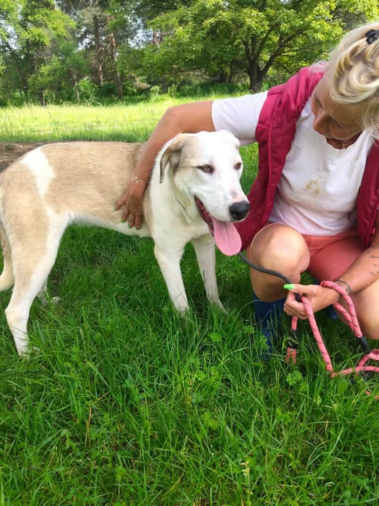 Pawprints2F's tweet photo. Romania

Lola is a gorgeous big girl with an even bigger heart ❤️

She loves exploring with her doggy friends and watching planes go by overhead ✈️

She is a happy, loving, bouncy and playful girl who can live with dogs, cats and kids 10+! ✨

https://t.co/UKATK6Nz6w https://t.co/pXjvUe0gSA