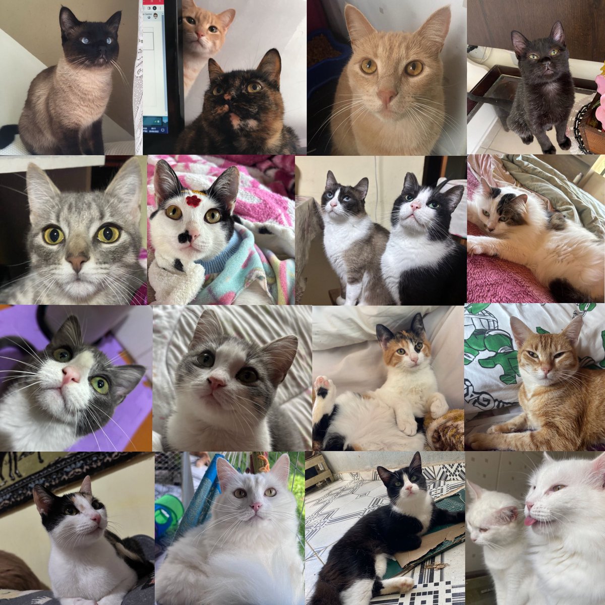 sonzapetsch's tweet photo. aproveitando o dia do gato pra mostrar pra vocês todos os irmãozinhos gatinhos da Aurora 🥹 (a família é enorme https://t.co/o0YWKGMYen