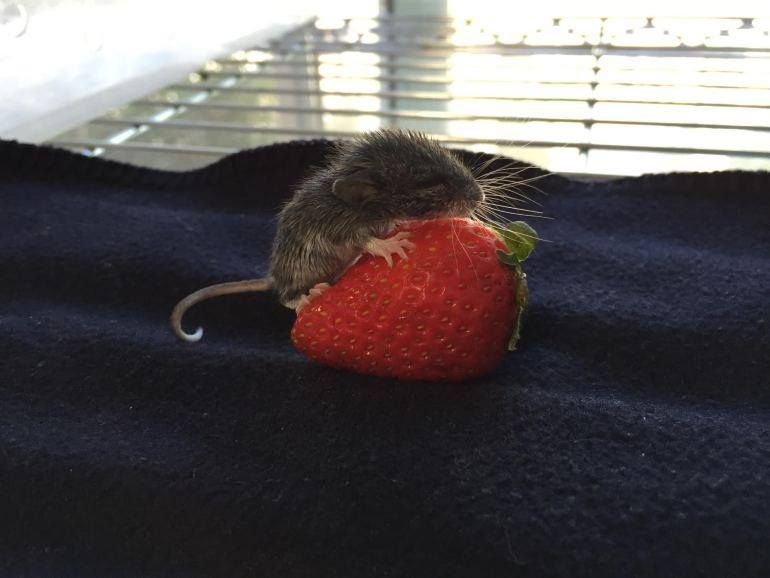 tagyourwho's tweet photo. me and my girl if she got turned into a strawberry https://t.co/wJpzACbllC