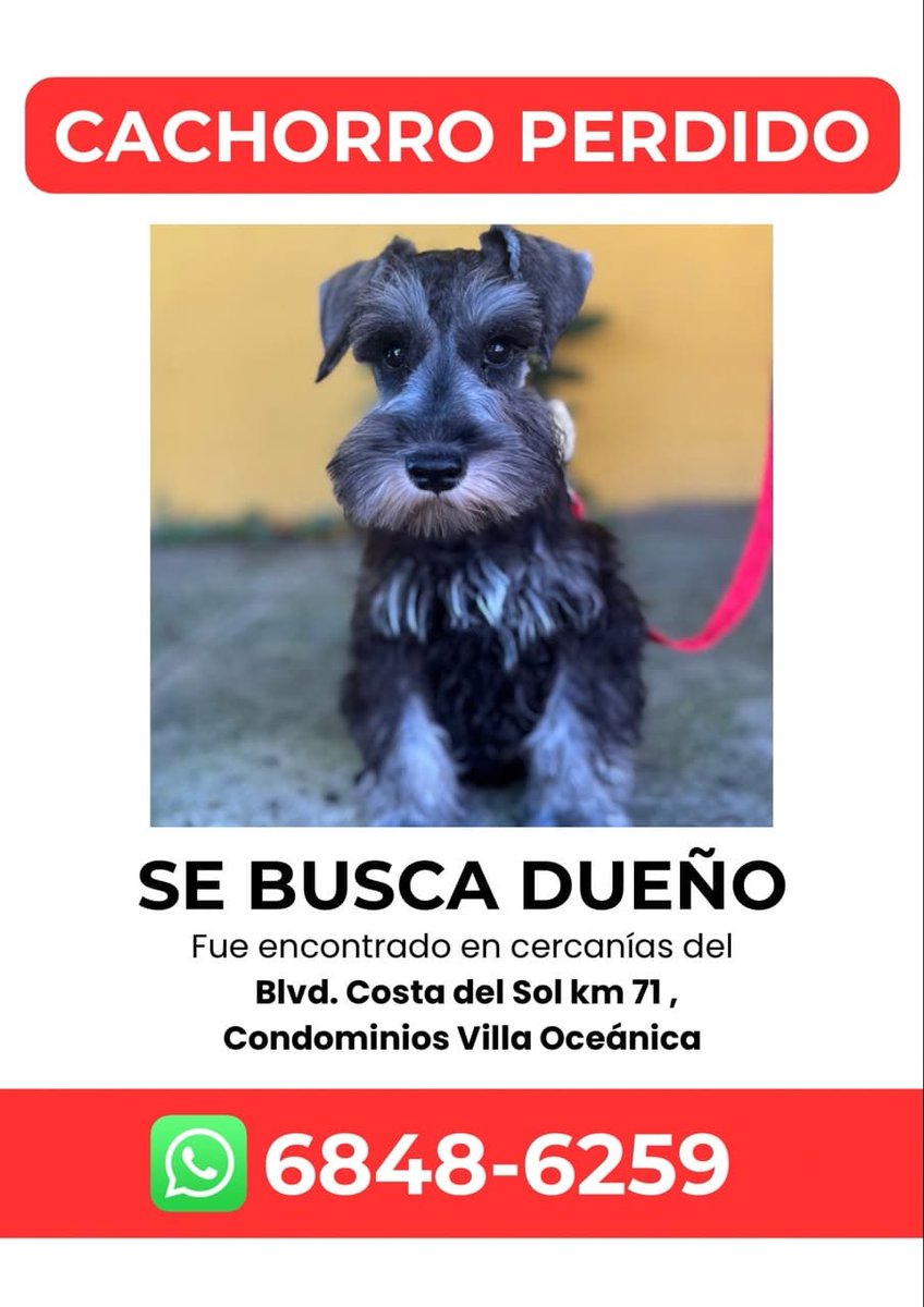 lyssitta's tweet photo. SERVICIO SOCIAL✅️
SE BUSCA A SU FAMILIA 📣 ‼️ https://t.co/RWxtSYfdIC