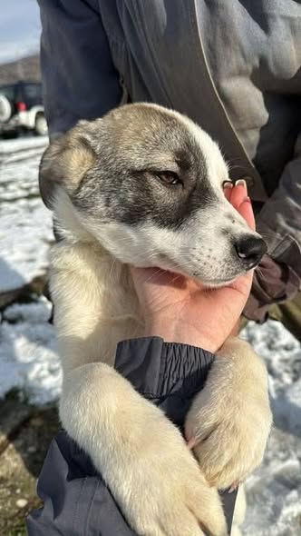 Pawprints2F's tweet photo. Lancashire-Foster

8 month old Star is fun, affectionate, playful and is always ready for adventures!
She can be shy when meeting new people, but snacks and her nosiness get the best of her😂
She can live with medium/large dogs, savvy cats and kids 14+

https://t.co/UKATK6O6W4 https://t.co/wnV7mViKd9