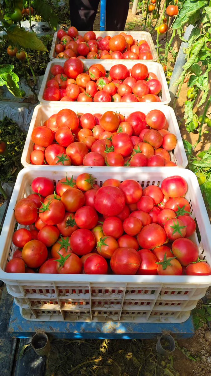 AullsSandy's tweet photo. Just tested the new farm-fresh cherry tomatoes! Juicy, sweet, zero weird aftertaste—perfect for salads or snacking. https://t.co/8LWlO59Qpi