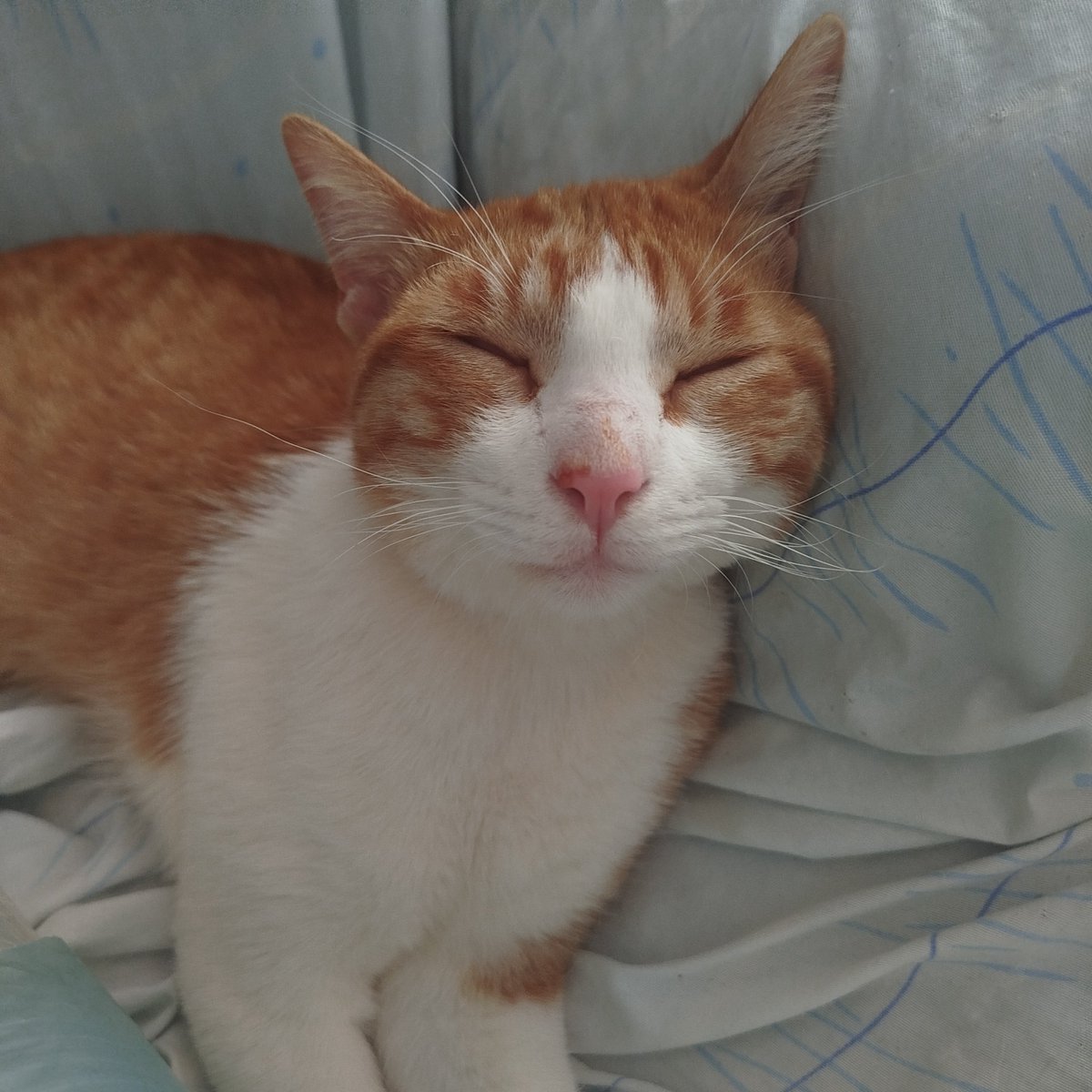 apoco_sipa's tweet photo. @Delphoxmancy No entiendo su uso, no te tardas más de 5 minutos limpiando la arena de tu gato. https://t.co/S5bhAvqPgV