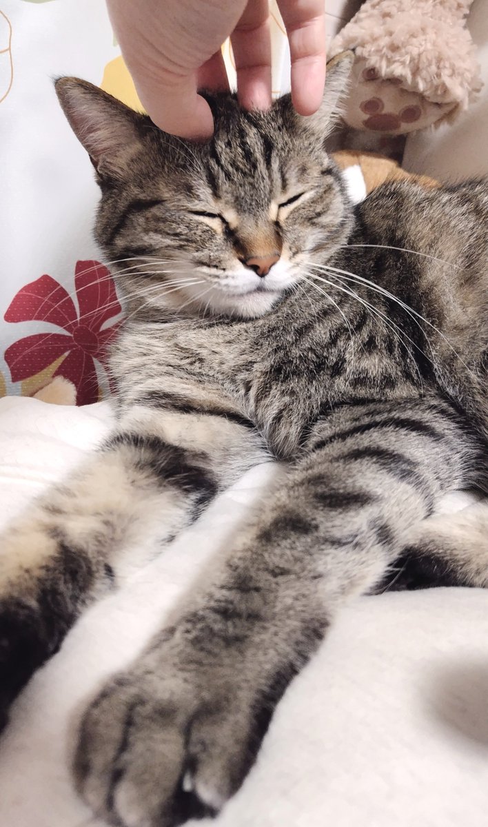 cat_56chan's tweet photo. おはよ〜頭をﾓｼｮﾓｼｮされても早起きはしないぞ https://t.co/0vBk3N9oRI