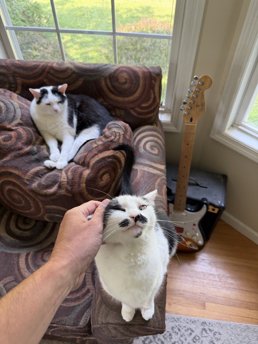 JShepardini2's tweet photo. Nobody wanted the one with the moustache…best cat I’ve ever rescued! “Mumbo” https://t.co/TDGnqyKWPH