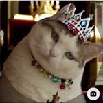 Photo by RBoxer🌸🐭 Cats Rule Meow😻 (@rbxer)