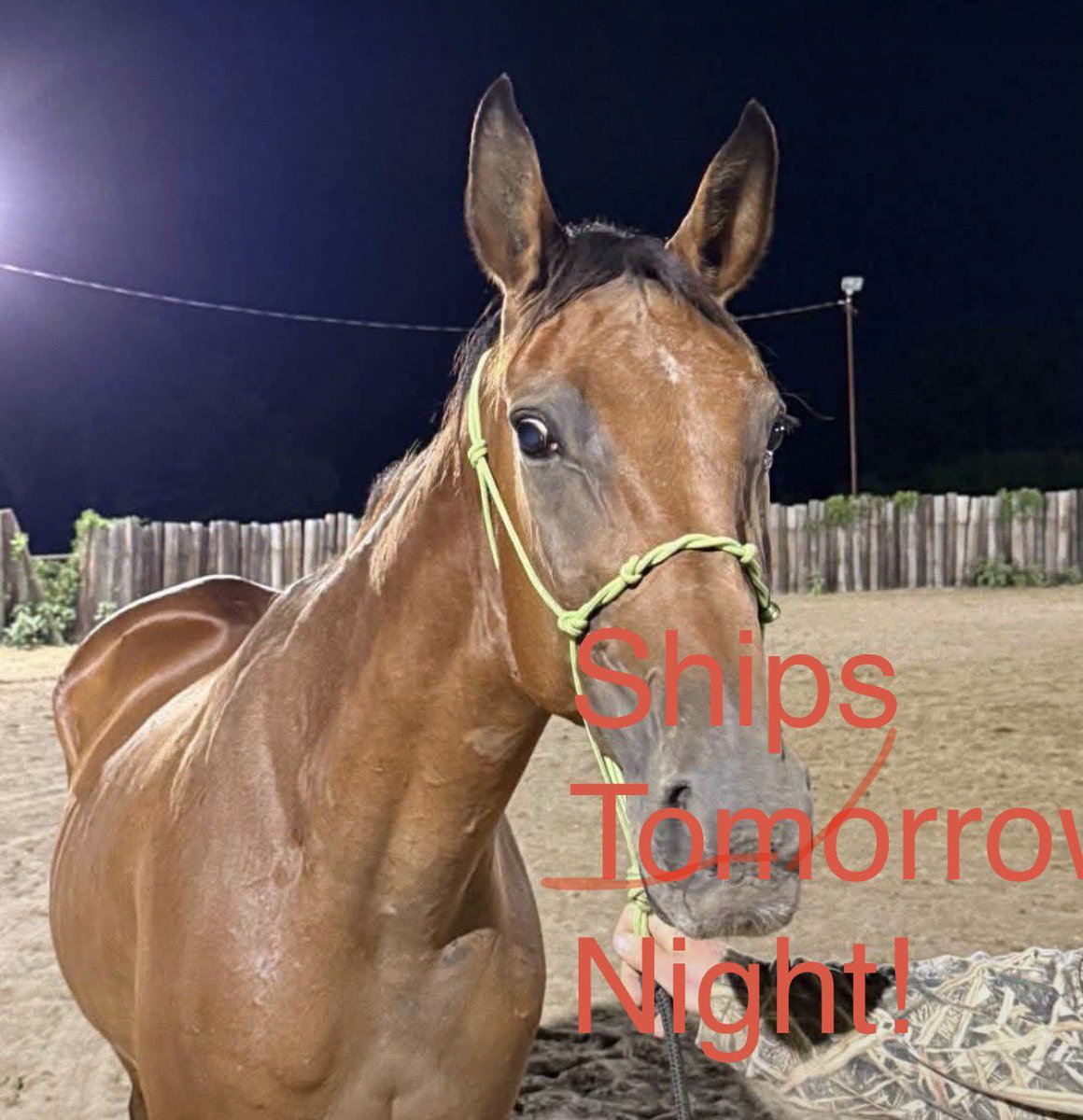 SRF_SOSS's tweet photo. ⏰DEADLINE SUNDAY NITE: Donations are stalled. 20yo LOYAL STITCH worked hard pulling a buggy; then was sent to auction facing an unknown fate! Now she’s in a kill pen awaiting SLAUGHTER. We have a safe home ! Please SHARE and DONATE TODAY! TY! ⏰1️⃣1️⃣4️⃣8️⃣ https://t.co/d2Ah5cxlB8 https://t.co/LfGSKiAaD7