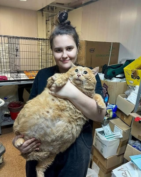 AcervoCharts's tweet photo. Gato de 17 kg tenta fugir de clínica de emagrecimento para pets e acaba entalado. https://t.co/7NyhgDjhSY