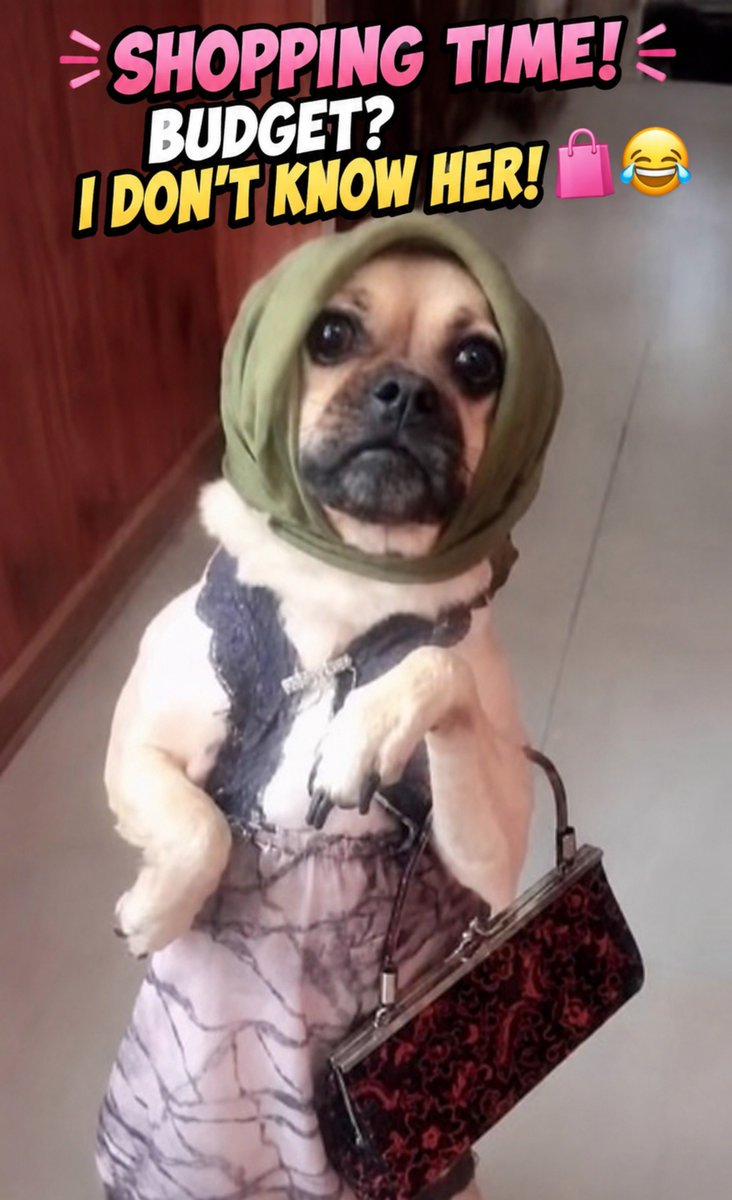 Zup_Tv_'s tweet photo. 🛍️ POV: You said “I’m just looking”… and came home with everything. 😂🐶💅
Budget? Never heard of her! 💳🤣
Tag your shopping-addicted friend! 👇😂
Follow for more funny moments! ❤️🐾
#FunnyAnimals #FunnyDogs #DogHumor #Shopping #FunnyVideos #Comedy #Viral #ExplorePage https://t.co/7DATSqSycG