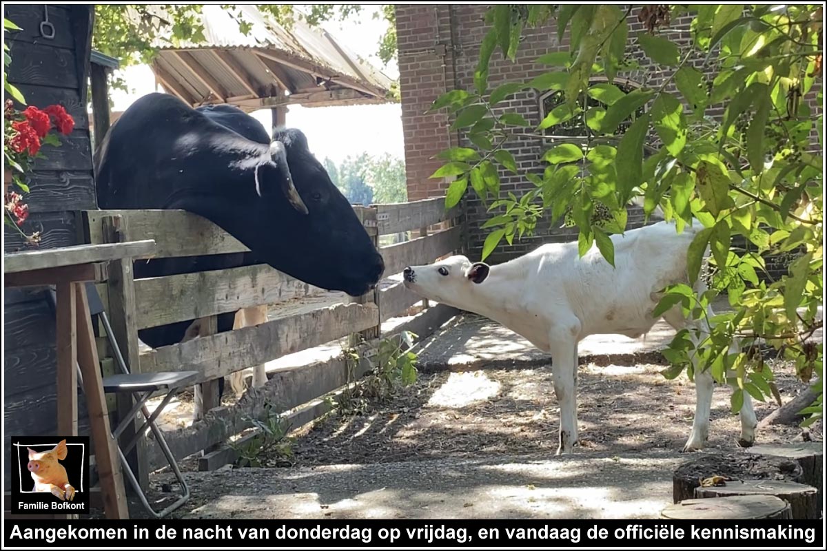 FamilieBofkont's tweet photo. BULLE & MINI-ZEUS
En daar is ie dan!
Wordt Vervolgd.
------------------
Dit ging eraan vooraf:
BULLE & BULLETJE
https://t.co/ZJMuGrQs0Z
------------------
#stier #os #kalf #bofkont https://t.co/PcE1zLiUC1