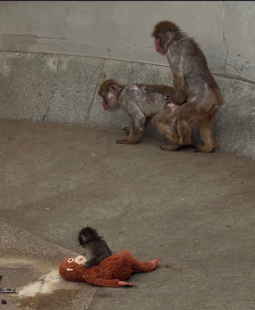 brandyboyusa's tweet photo. Primal scene https://t.co/U4zBaFKsvT