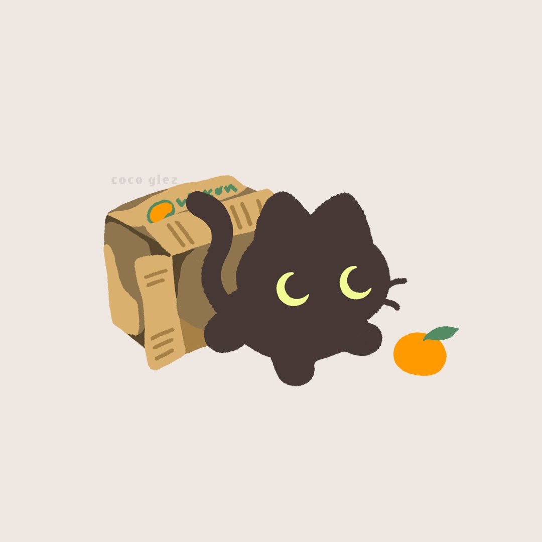 coco__glez's tweet photo. lil schrödi breaking free 🐈‍⬛🍊 https://t.co/EWHBZfUJ09