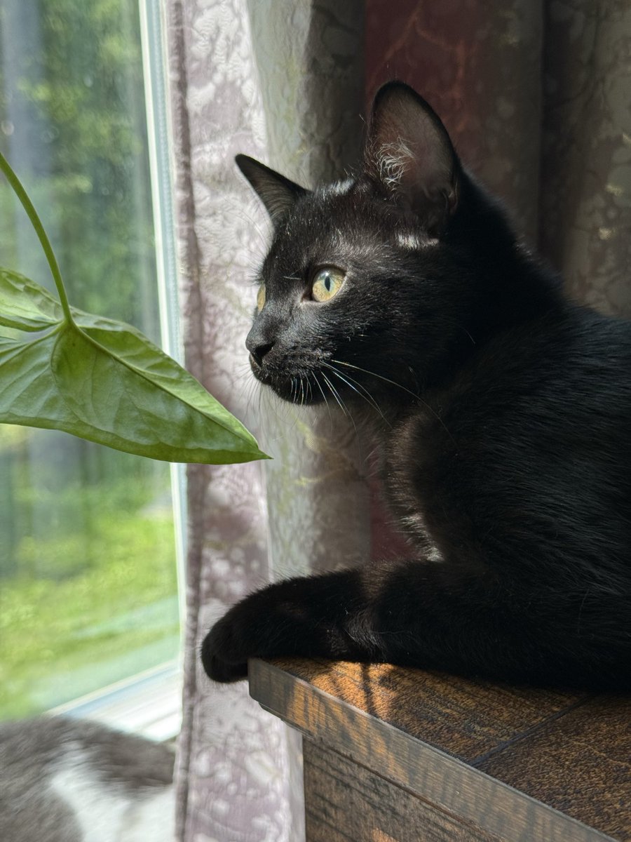 SeeCatBeCat's tweet photo. Doing a little kitten update for international cat day 🐈‍⬛ For anyone new or that didn't see, we adopted a whole litter of kittens, three sisters, on my mom's birthday 🖤🩶🤍 Ivy has already taken over streams and is becoming a pro gamer ✨ They're growing up so fast 🥹 https://t.co/xFZfDVeoif