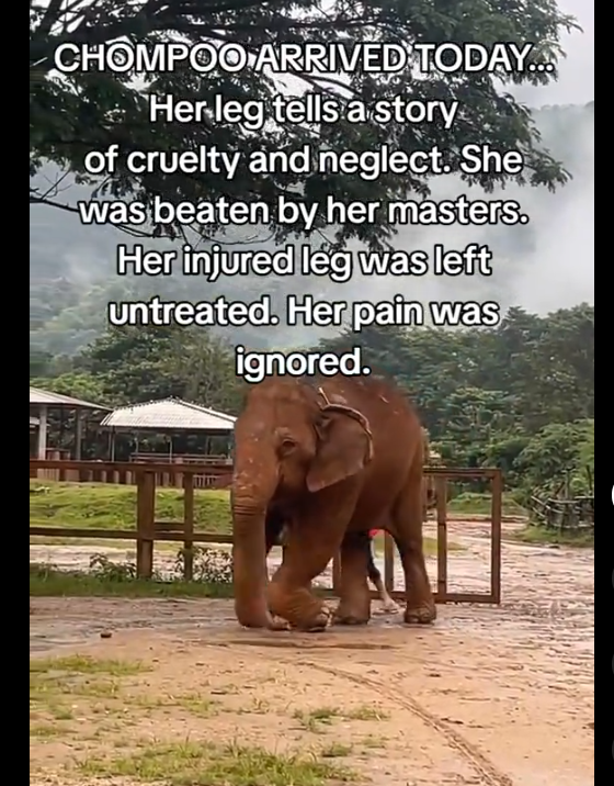 Viruscoinpf's tweet photo. This elephant was neglected and beaten by her previous owners and he's going viral now people are asking for justice

and his name is CHOMPOO 

Justice for Chompoo
https://t.co/oBw3jJiOr5 https://t.co/fmk5SZLQzF