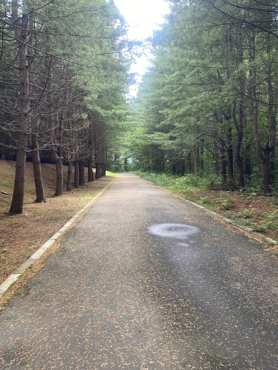 raiiiii_a's tweet photo. 虫の鳴き声スゴいし、暑い https://t.co/PYpw3OB2O8