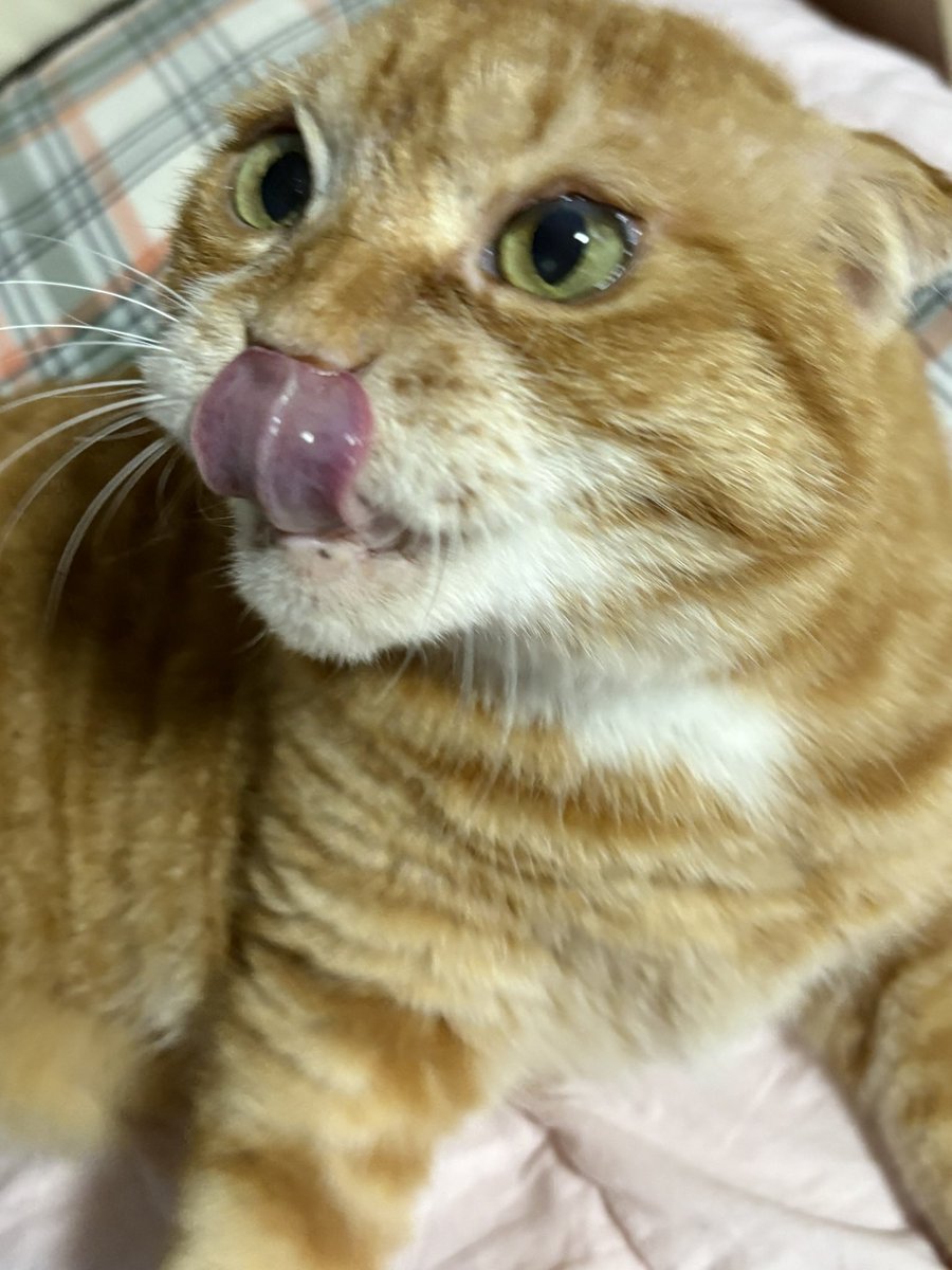 kimnaembee's tweet photo. 우 하 하 고양이 https://t.co/hrbIUQV9po