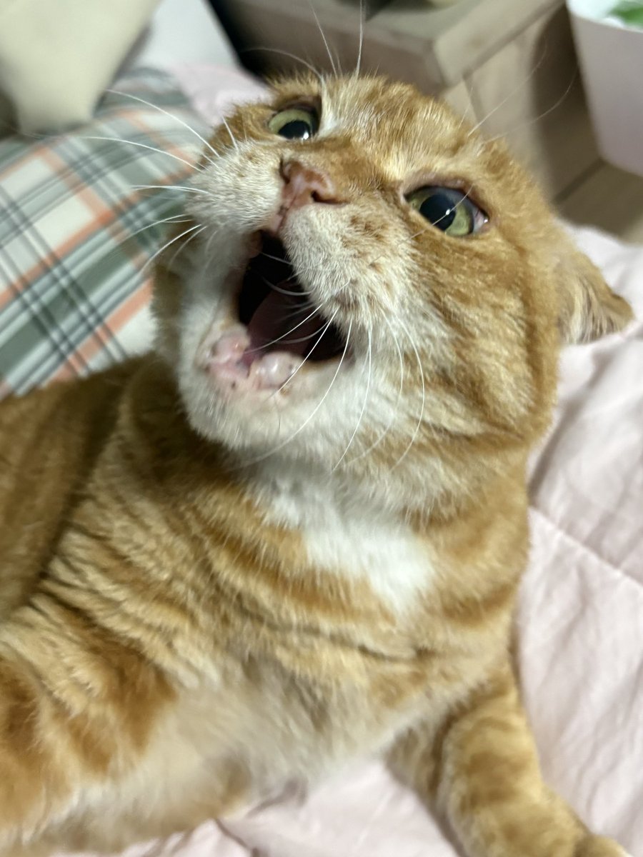 kimnaembee's tweet photo. 우 하 하 고양이 https://t.co/hrbIUQV9po