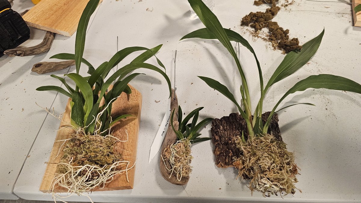 BlueRidgeOrchid's tweet photo. Such a fun orchid mounting class tonight in Christiansburg! Hosted by Jungle Gem Plant Co. and Humble Hen Farm &amp; Nursery of New Castle. Chose 3 new orchids I've never grown before:
Gptm. Arlene Armour 'Conching'
Brassidium Golden Gamine 'White Knight' 
Tolumnia Popoki 'Mitzi' https://t.co/6mT864grAP
