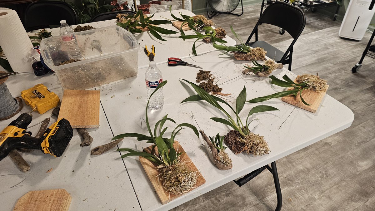 BlueRidgeOrchid's tweet photo. Such a fun orchid mounting class tonight in Christiansburg! Hosted by Jungle Gem Plant Co. and Humble Hen Farm &amp; Nursery of New Castle. Chose 3 new orchids I've never grown before:
Gptm. Arlene Armour 'Conching'
Brassidium Golden Gamine 'White Knight' 
Tolumnia Popoki 'Mitzi' https://t.co/6mT864grAP