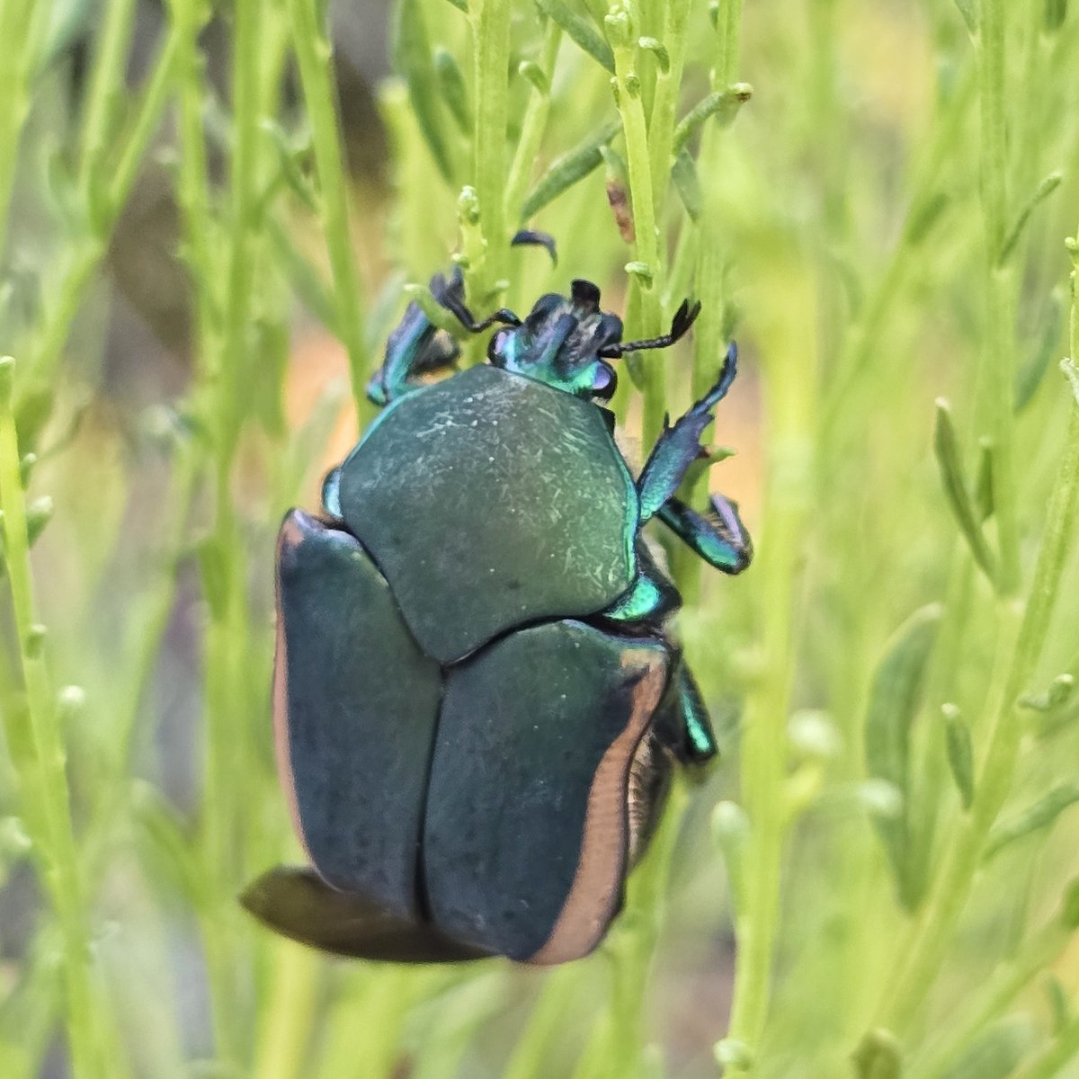 KariLikeSafari's tweet photo. Got to get up close and personal with a #FigEater beetle in our backyard this evening. #JuneBug 💚 https://t.co/wrcJoL4dJJ