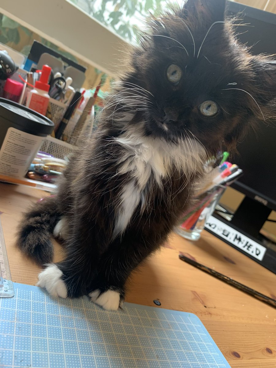 geeepeach_'s tweet photo. in honour of cat day here are my babies as babies, roughly the same age but 7 years apart 🥺 https://t.co/kWQYLUCNAB