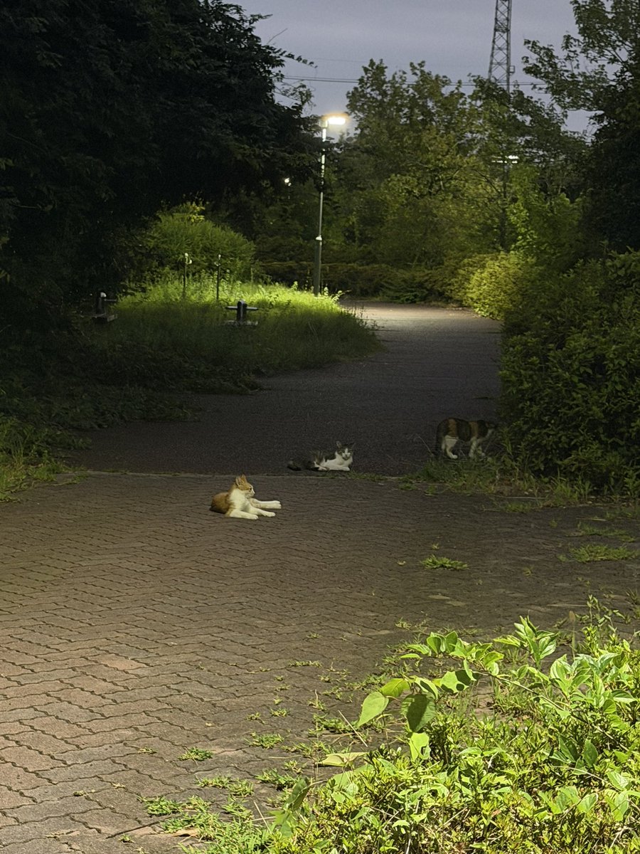 MocoTakaya's tweet photo. 昨日長良川の花火大会見てきたんだけど1枚も写真撮ってないので近所の猫ちゃんズの写真でもあげとく https://t.co/AHkI69R11V