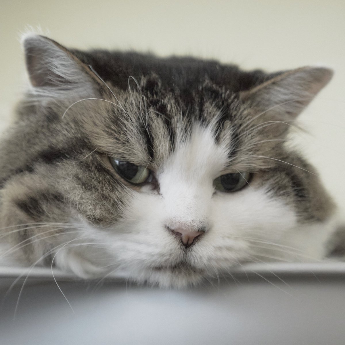 timekeepers2000's tweet photo. 猫、猫、猫😽 https://t.co/uzYyJEGBnf
