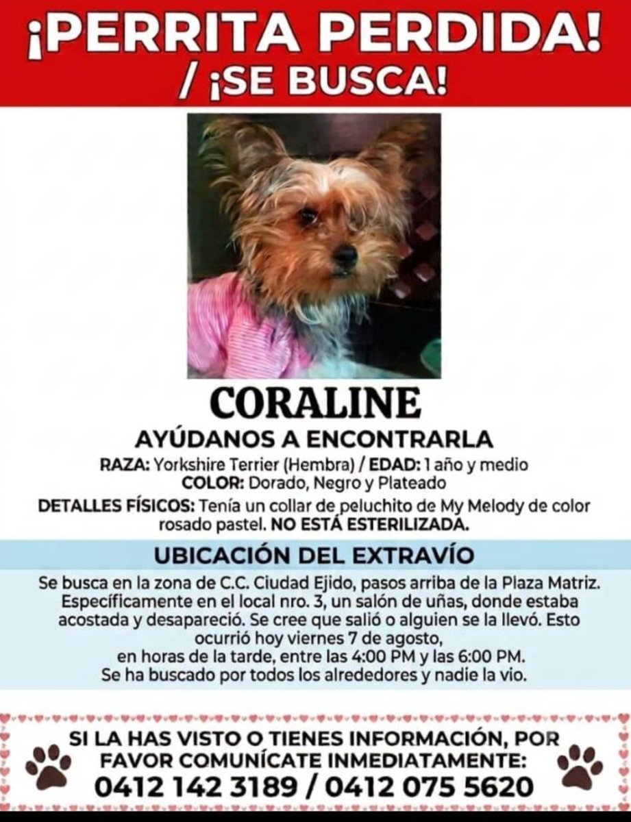 PerroUsuario's tweet photo. RP @Mary_Jar: Se busca a esta princesita, en Mérida, Vzla.📍 #Ejido 

Si la ven, se agradece resguardo.. https://t.co/SVY1z5rDpC