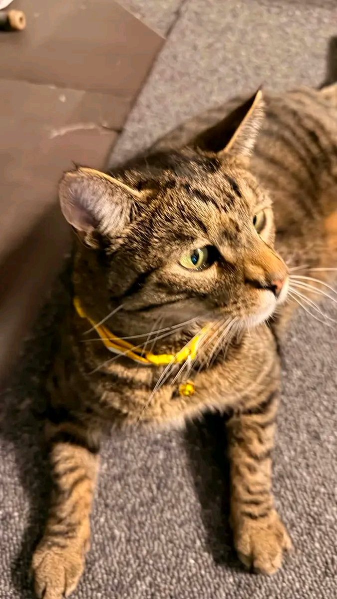 Nader_os74's tweet photo. @binance The look of someone analyzing the charts with total focus ، and yellow is officially approved! 🐱💛

Meow😺 https://t.co/YiaKDeLIVo