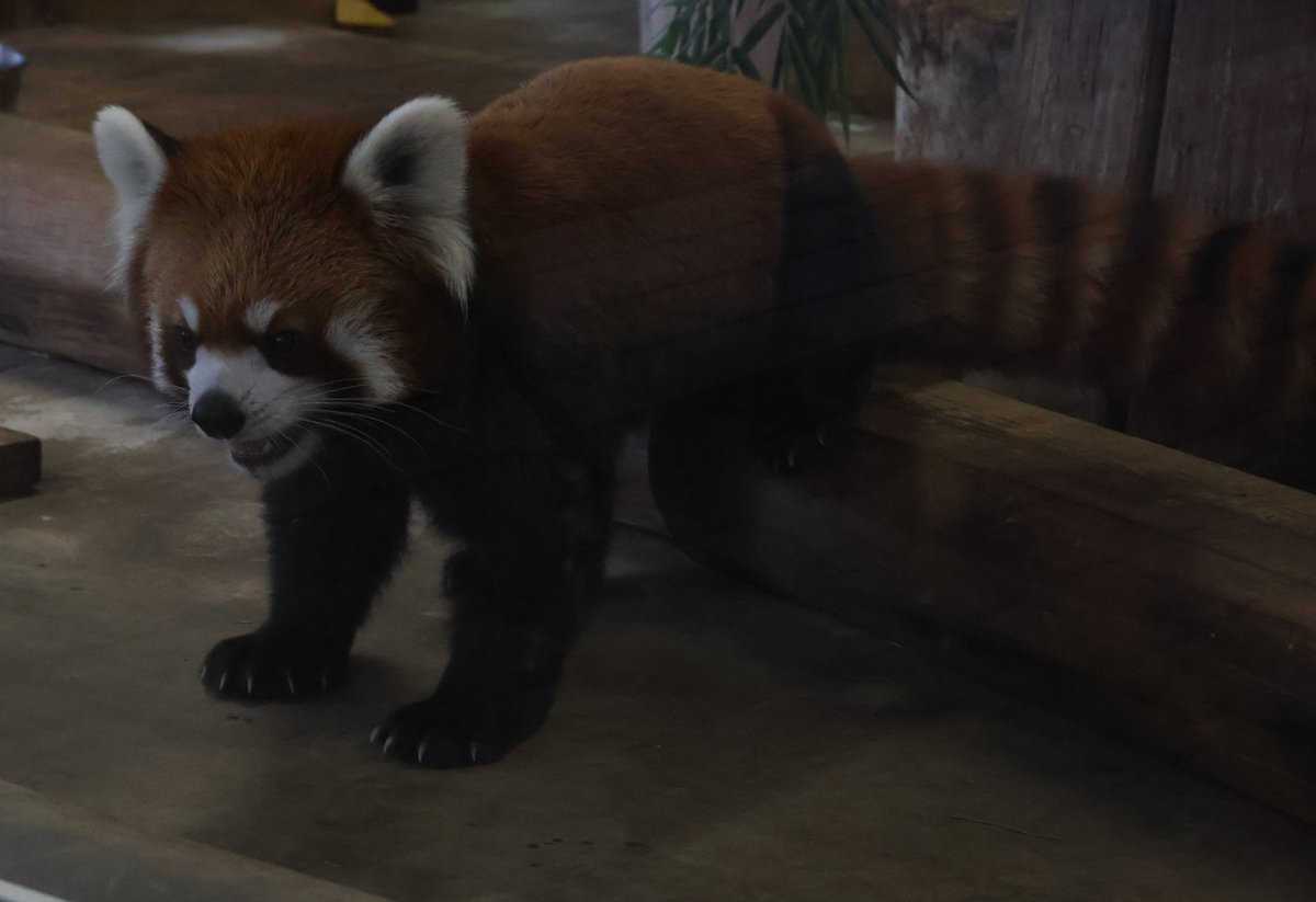 RED_PANDA_2025's tweet photo. 2026.08.08
 #羽村市動物公園 ⑦

ご退勤のお時間
ドアの傍でソワソワしだすたけのこくん

また来るねたけのこくん、暑さに気を付けてね( *ˊᵕˋ*)❤

 #ヒノトントンZOO 
 #レッサーパンダ
 #たけのこ https://t.co/gDrPIeYqDl