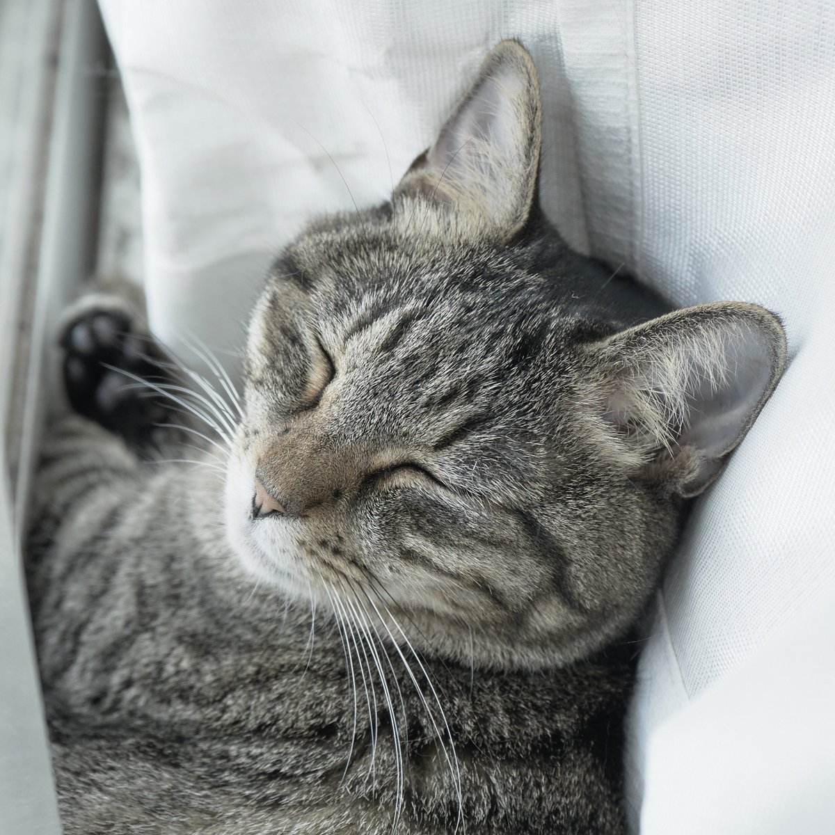 timekeepers2000's tweet photo. 猫もう一匹忘れてた😿 https://t.co/d5zTAVjHjj