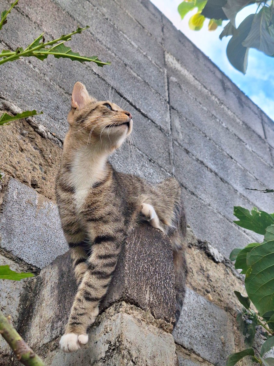 SpringDraws_'s tweet photo. Coqui 🐱🐱🐱

#cat #gato #michi https://t.co/Z0EB3hbZI0