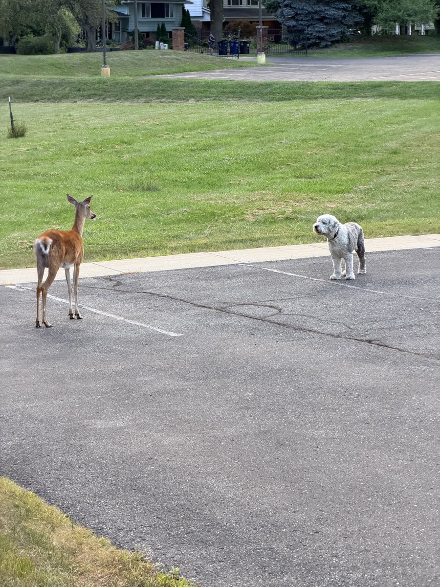 SamHoman's tweet photo. @Empty_America “City deer” are actually quite tame and can be culled in parks fairly easily… https://t.co/8FcYG8jLsm