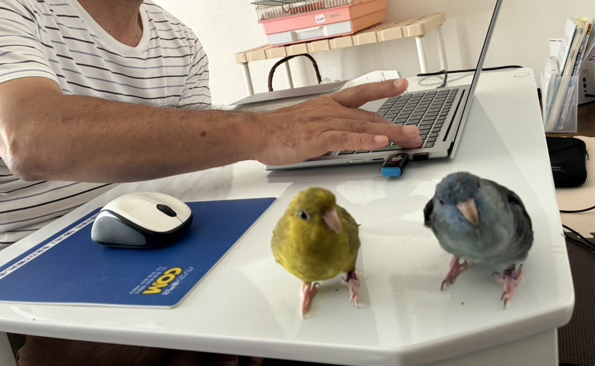 P_suke16dbd's tweet photo. 作業中にキーボードの上に乗ってきて妨害してきたらしい🦜🐦️ https://t.co/HqBfAwItJj