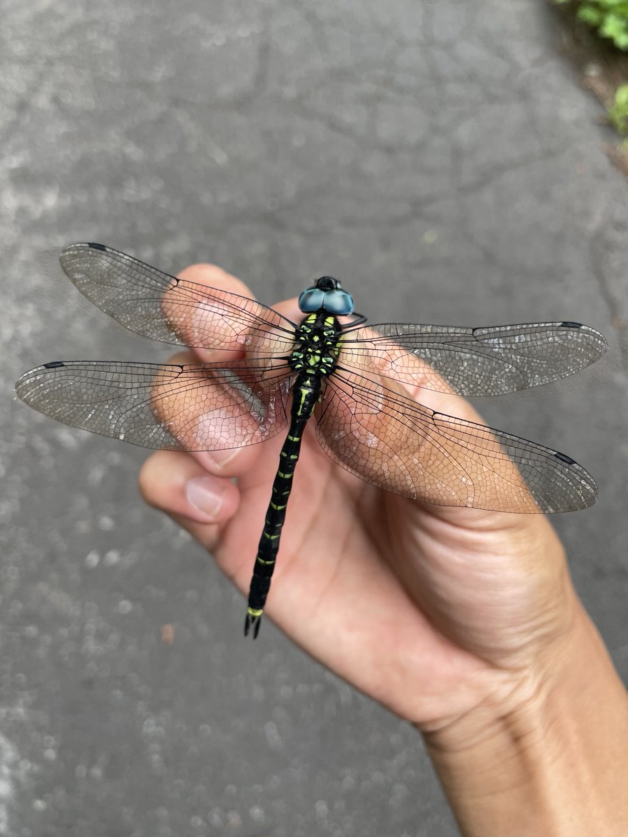 Aeshna_k's tweet photo. ヤブヤンマ

調査の手伝い中
初の場所
やはり広まって個体数も増えています https://t.co/PrpY23kBTV