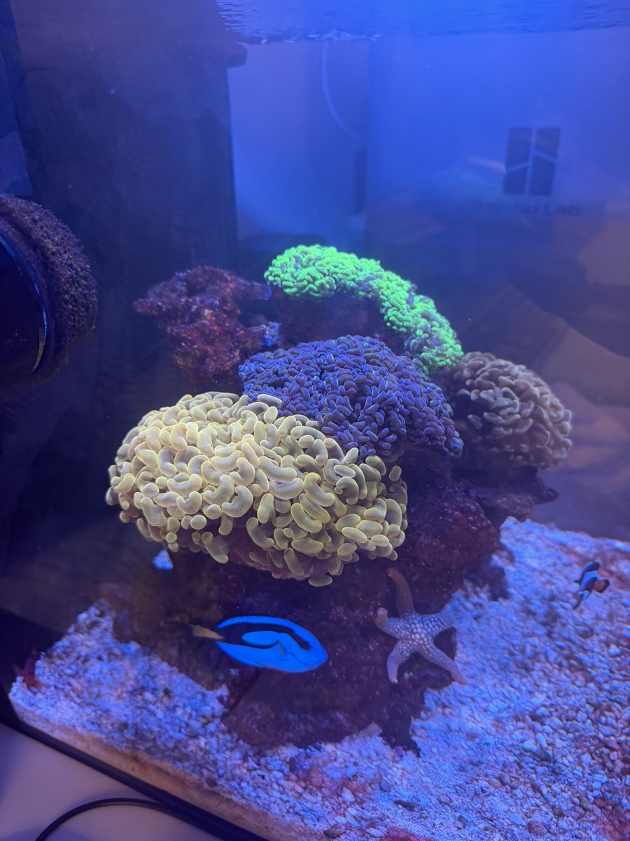 DustyPee's tweet photo. Hammer corals loving the #officetank 🥰 https://t.co/3gRDVTZQro