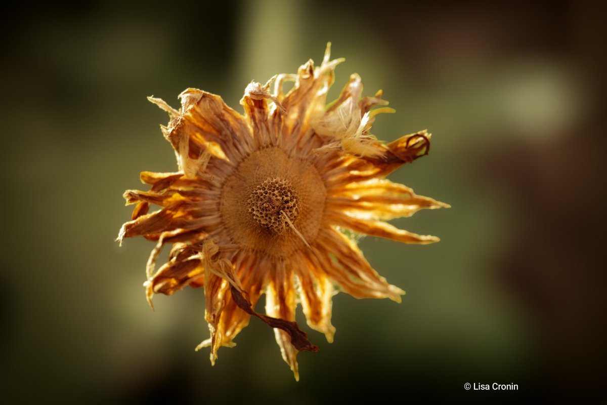 Lcronin122's tweet photo. Nature shows us how beautiful aging can be.๐พ Have a lovely evening, my friends ๐ฑ
#FlowersOnX #Nature https://t.co/x4LEYp8Orr