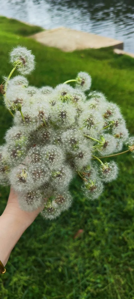 Clardagky's tweet photo. Holding a bunch of dandelions ready to make a wish https://t.co/fWs0lDw4eH