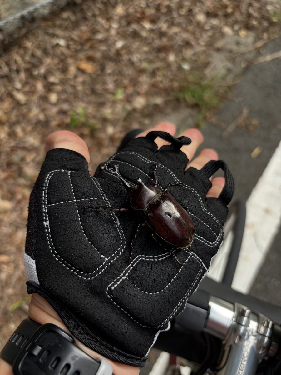 noicycle's tweet photo. 今日は藤倉まで🚴
途中路上にカブトムシがいたので避難させました😊 https://t.co/FOcHnu5cX8