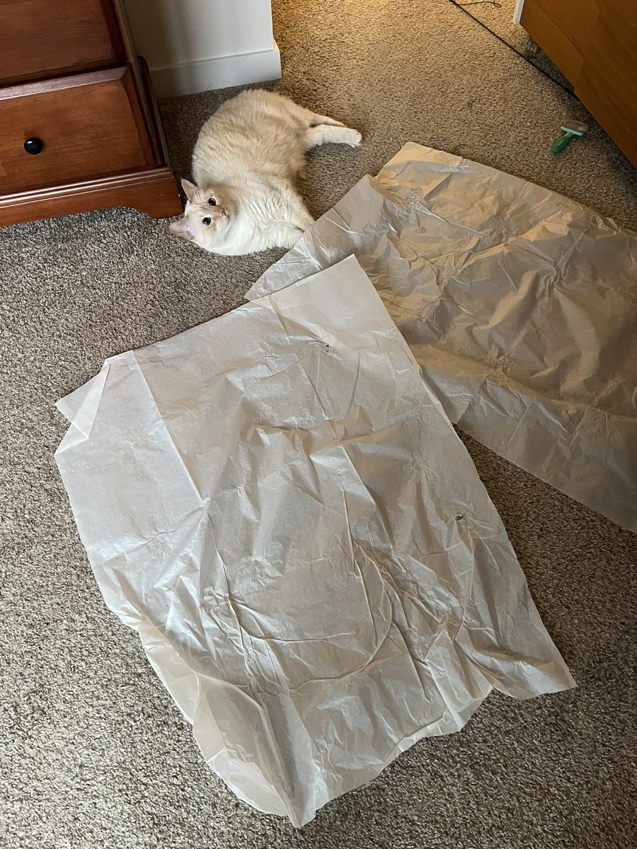 RoyalPeachCat's tweet photo. Däde’s new soccer jersey came with SO MUCH fun crinkly paper! i am having a blast just like my pal @babydogfanclub https://t.co/m4d00u5rVL