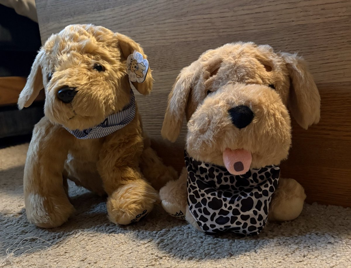 KahnElliot's tweet photo. @tuckerbudzyn I got my new friends today. https://t.co/R0EcIHExRx