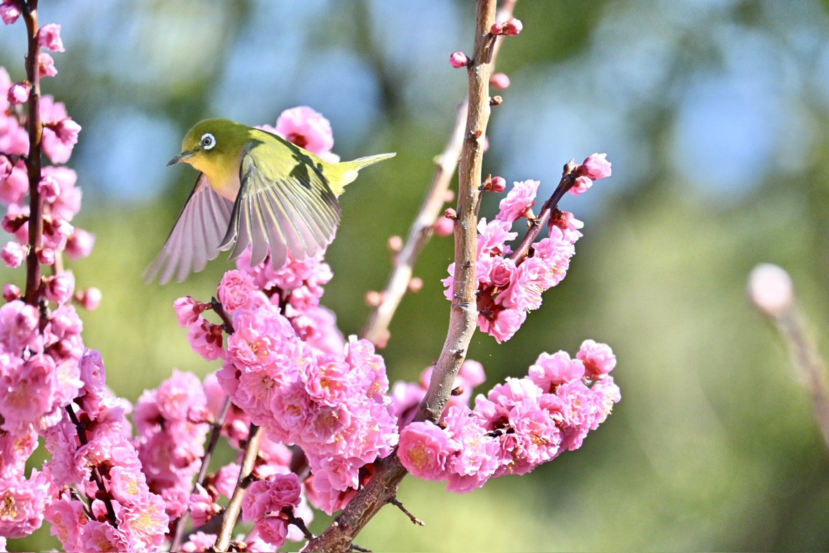 yucha08cam's tweet photo. 春に撮った梅とか桜 https://t.co/9DWceHiM2K