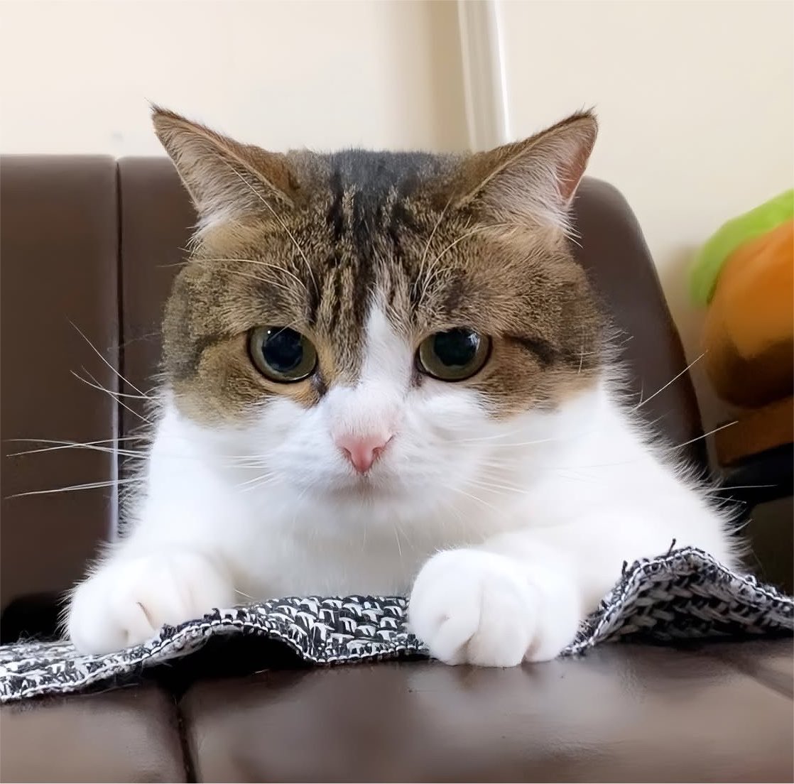 nikoandkotatoro's tweet photo. 日曜日の朝。。。☀️
まさかの飼い主、早起き⊂((・x・))⊃

「……え？もう起きたの？？？😹✨」

嬉しさが隠しきれず、お目目まんまるになっちゃったニャンコ😽😂🐾 https://t.co/agQVRF76ht